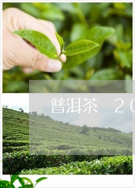 普洱茶 2003/2023031703937